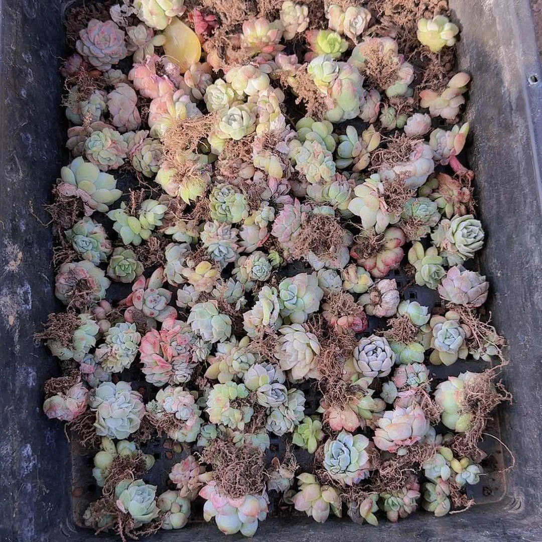 直播一物一拍多肉32