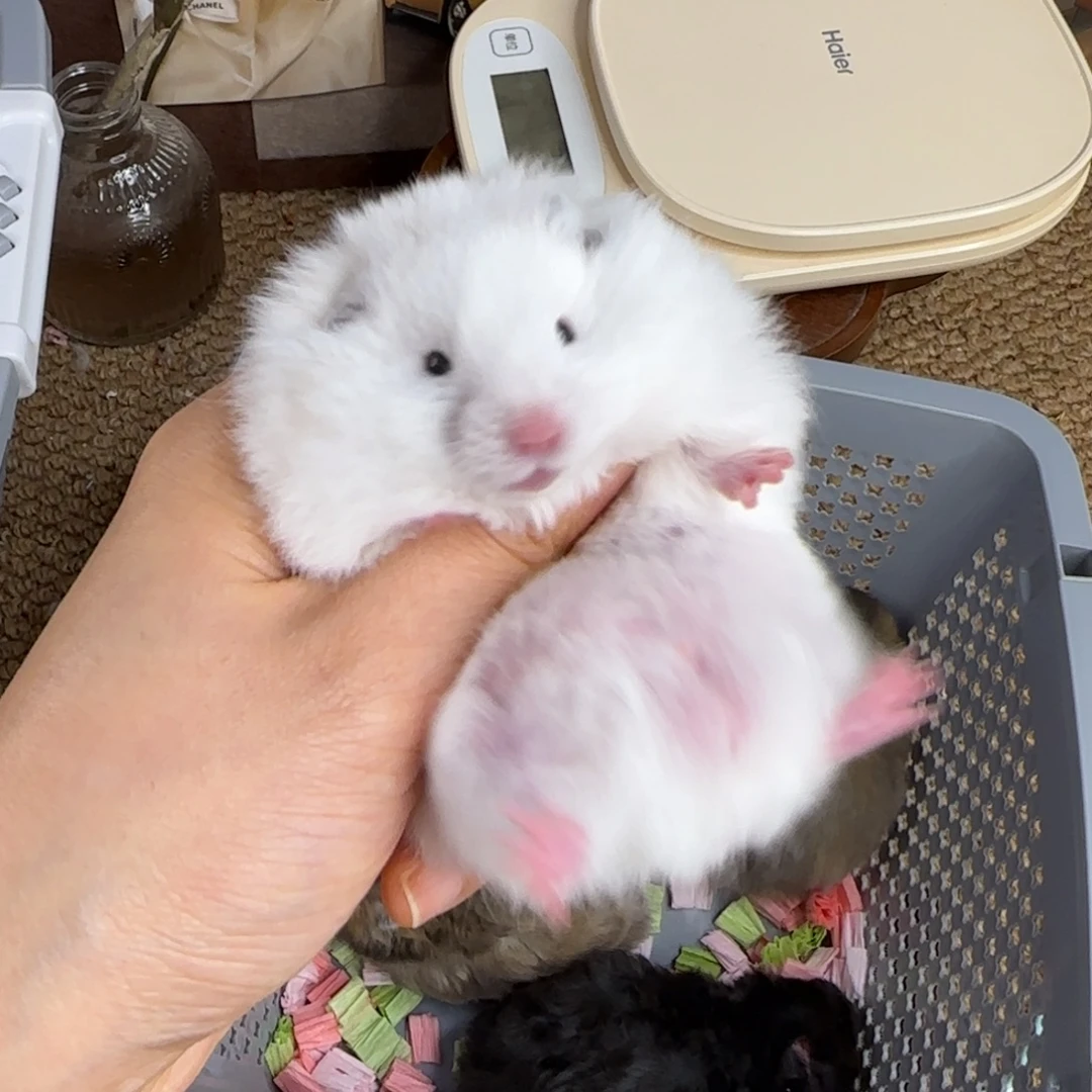 黄波显斑弟弟10.18