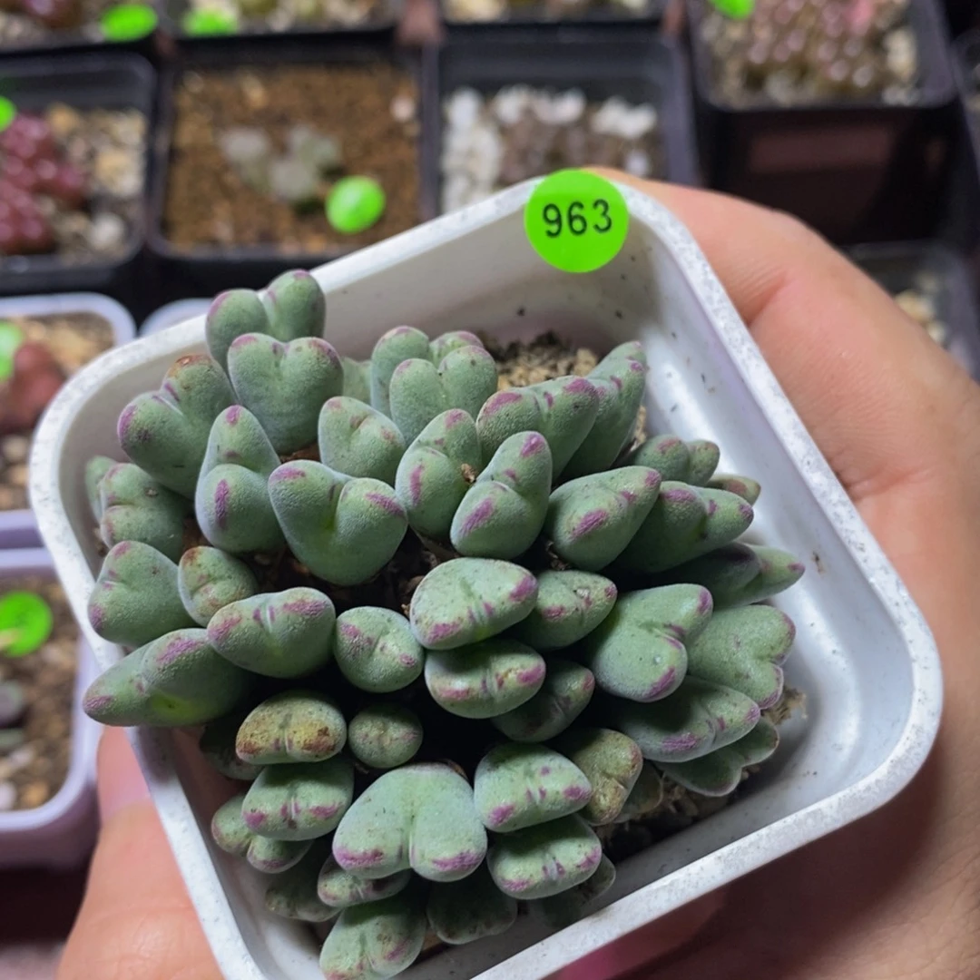 专拍漂亮多肉植物963