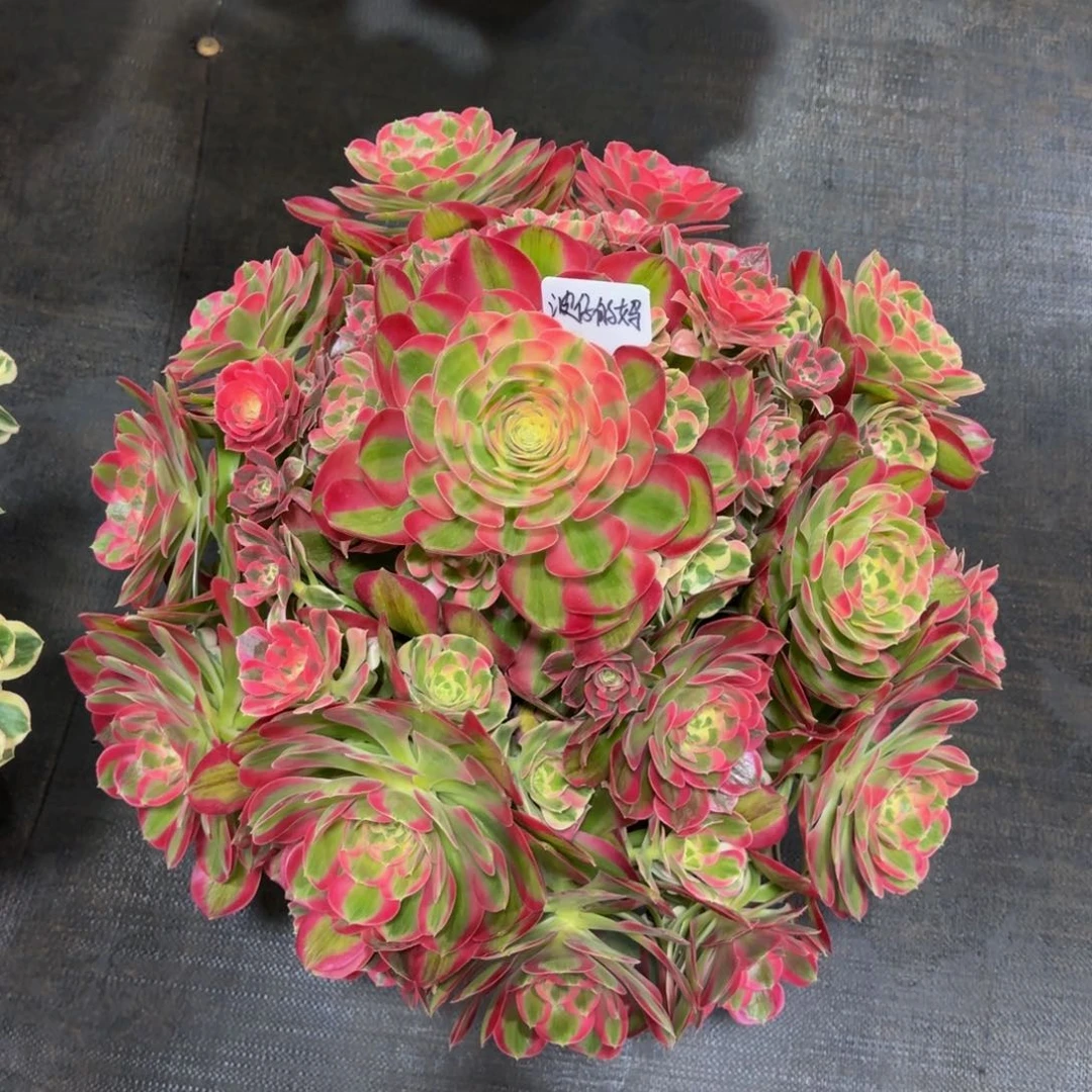 波**妈粉女郎精品法师