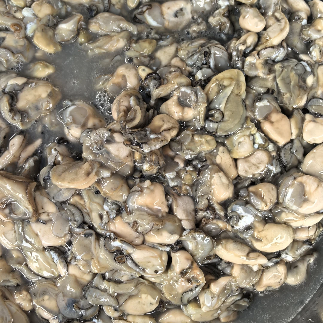 湛江天然无沙石头小生蚝