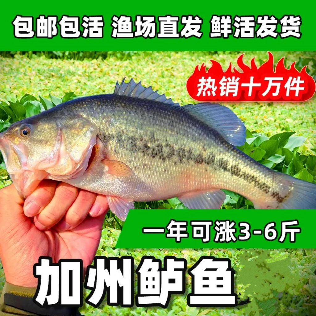 活体鲈鱼苗加州鲈鱼大口鲈淡水批发观赏鱼养殖