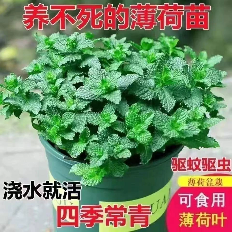 柠檬薄荷盆栽绿植新鲜可食用薄荷叶苗驱蚊室内阳台清香植物好养活