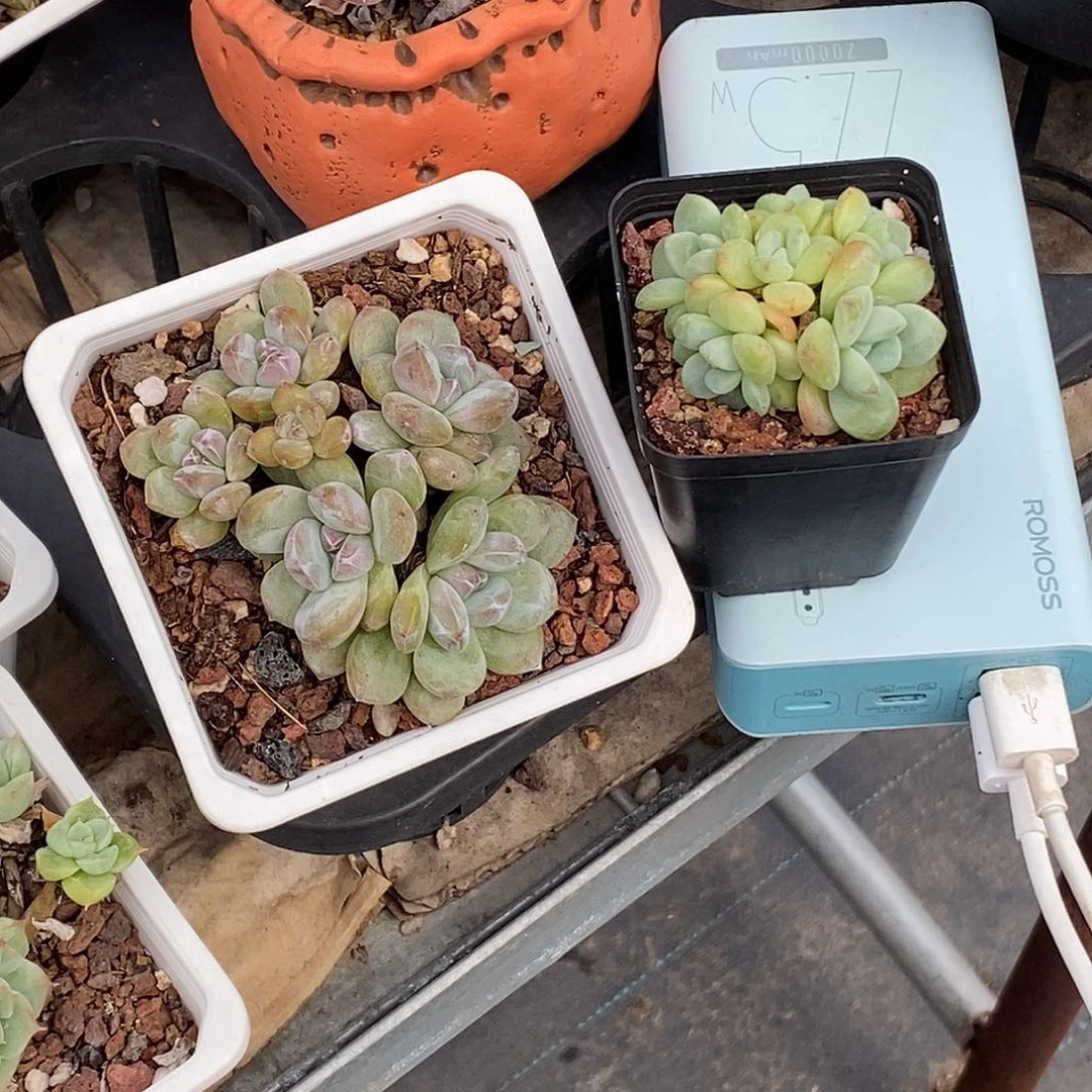 星影和冰玉多肉植物