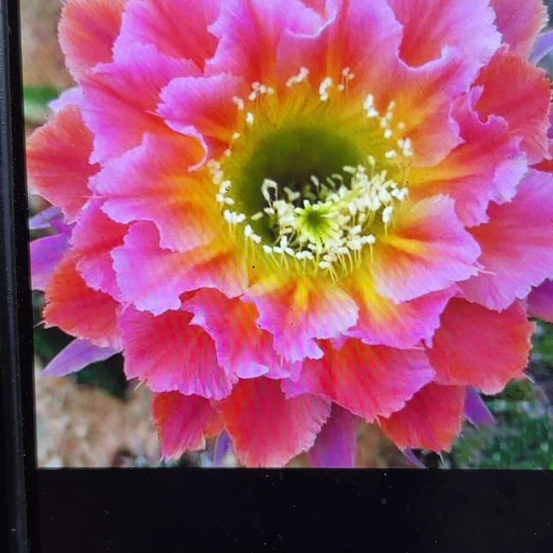 光辉岁月彩侧牙20包邮5