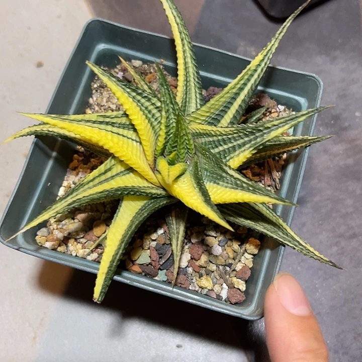无花朵琉璃殿锦一物一拍