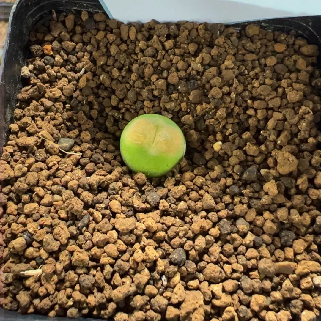 10-71肉锥多肉植物,