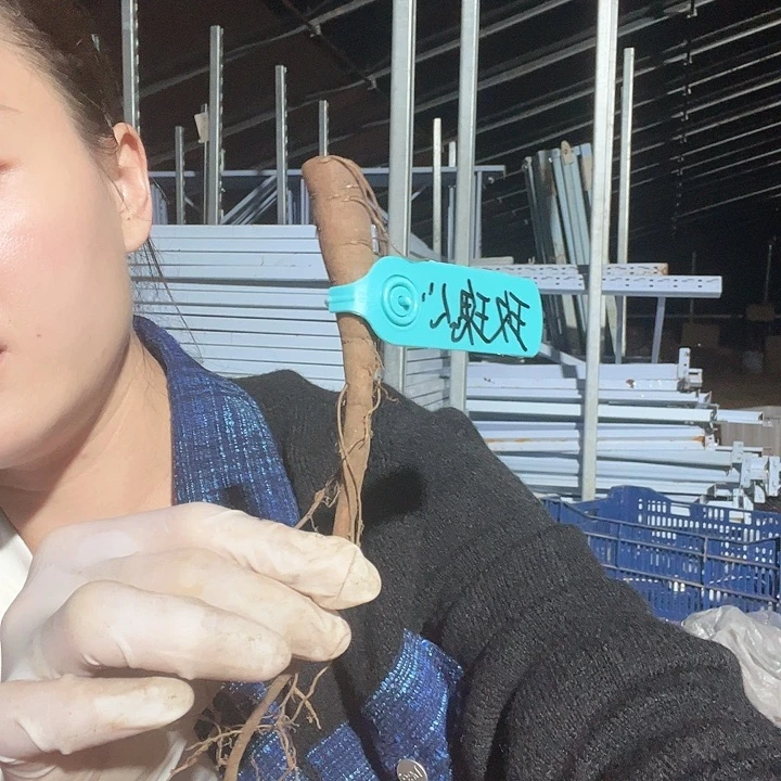 当前无花栽培后可以开花玫瑰心根