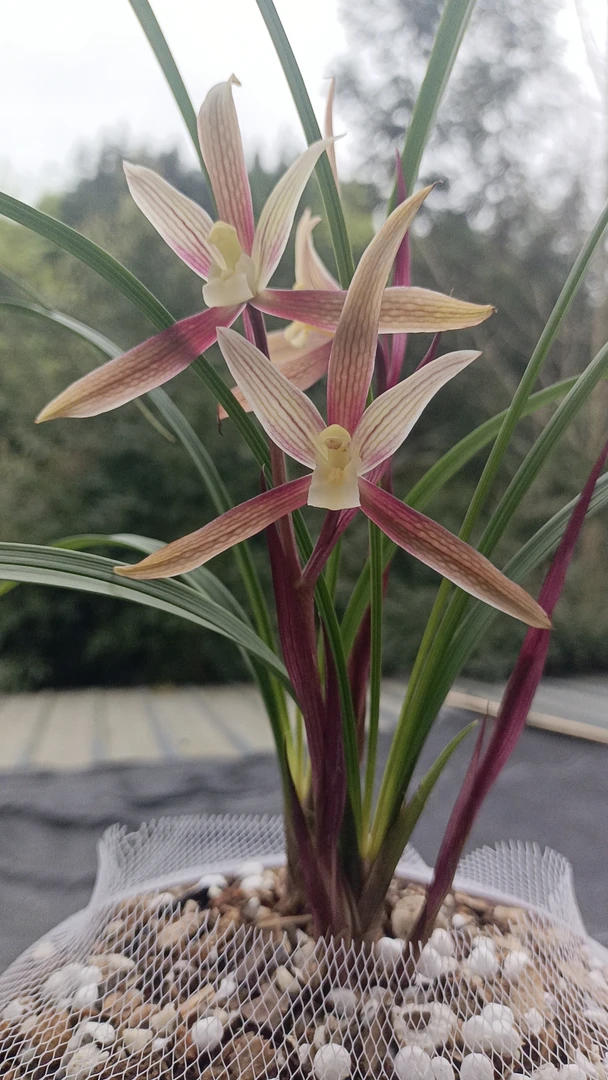 春兰春剑兰花苗浓香型室内外绿植花卉好养