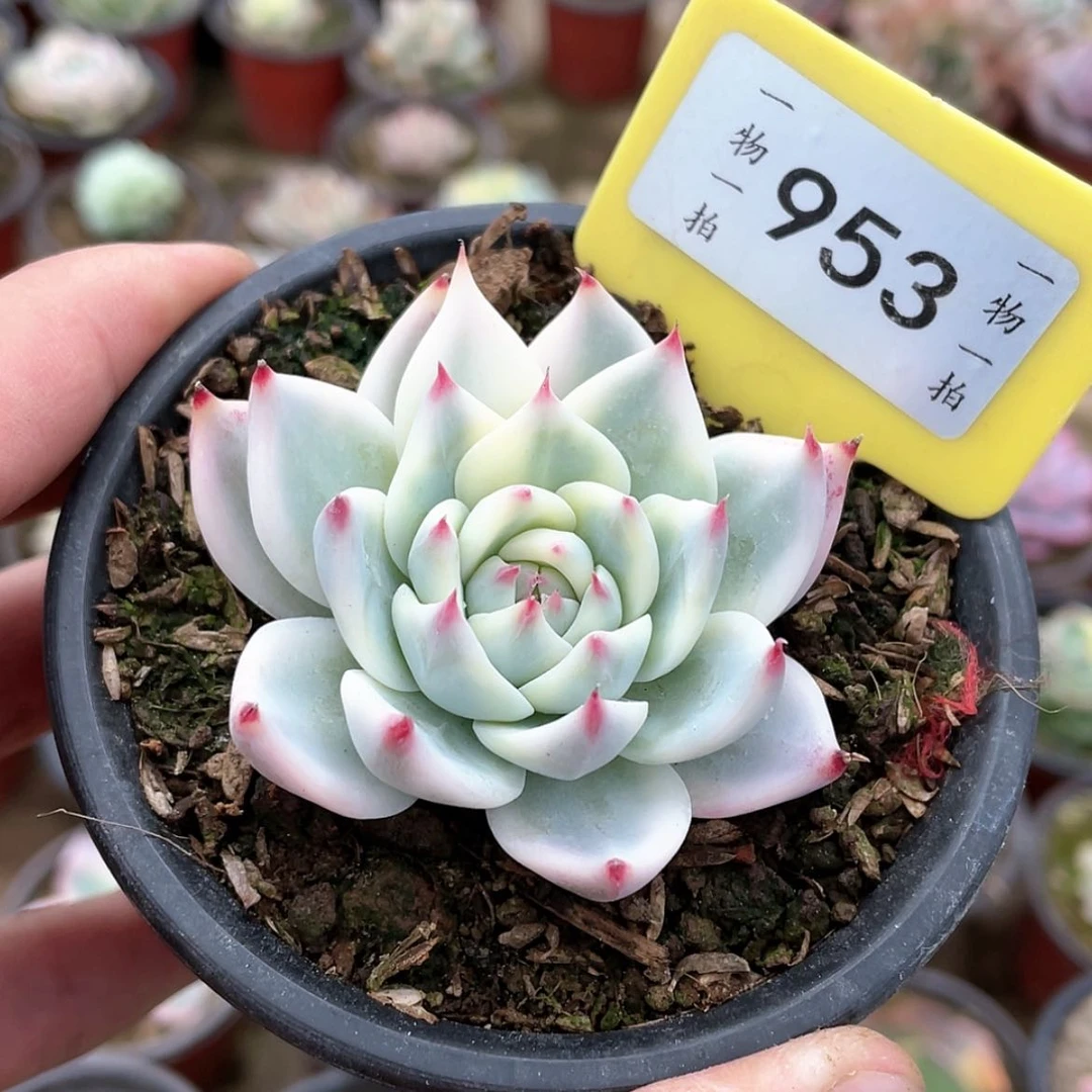 【闪购商品】@***953号