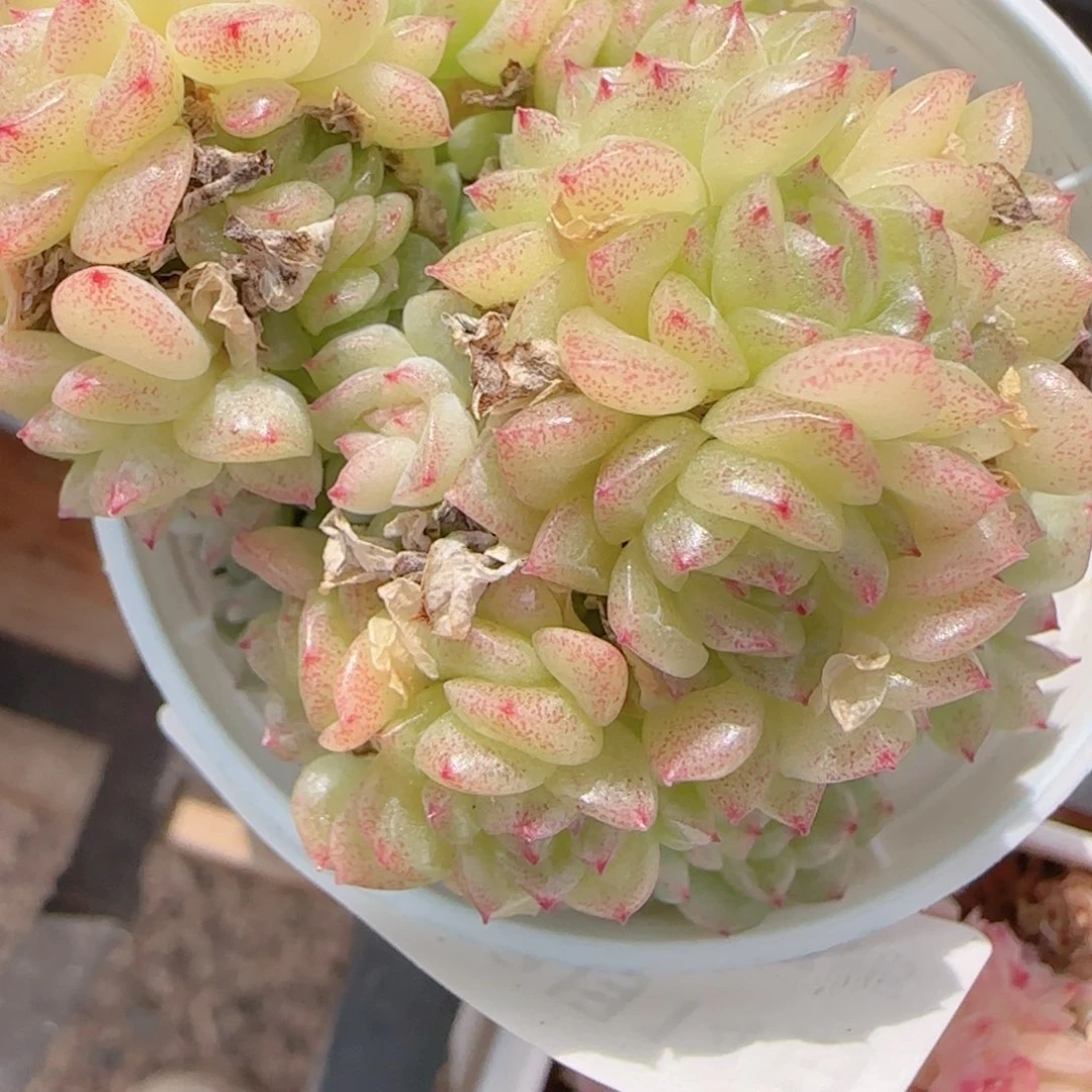 a***a花语多肉1214-180散