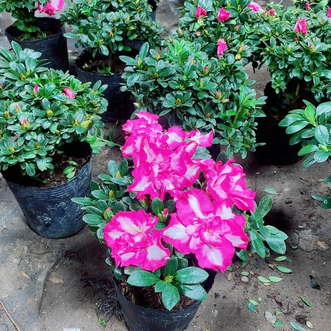 完全开放红西玛杜鹃