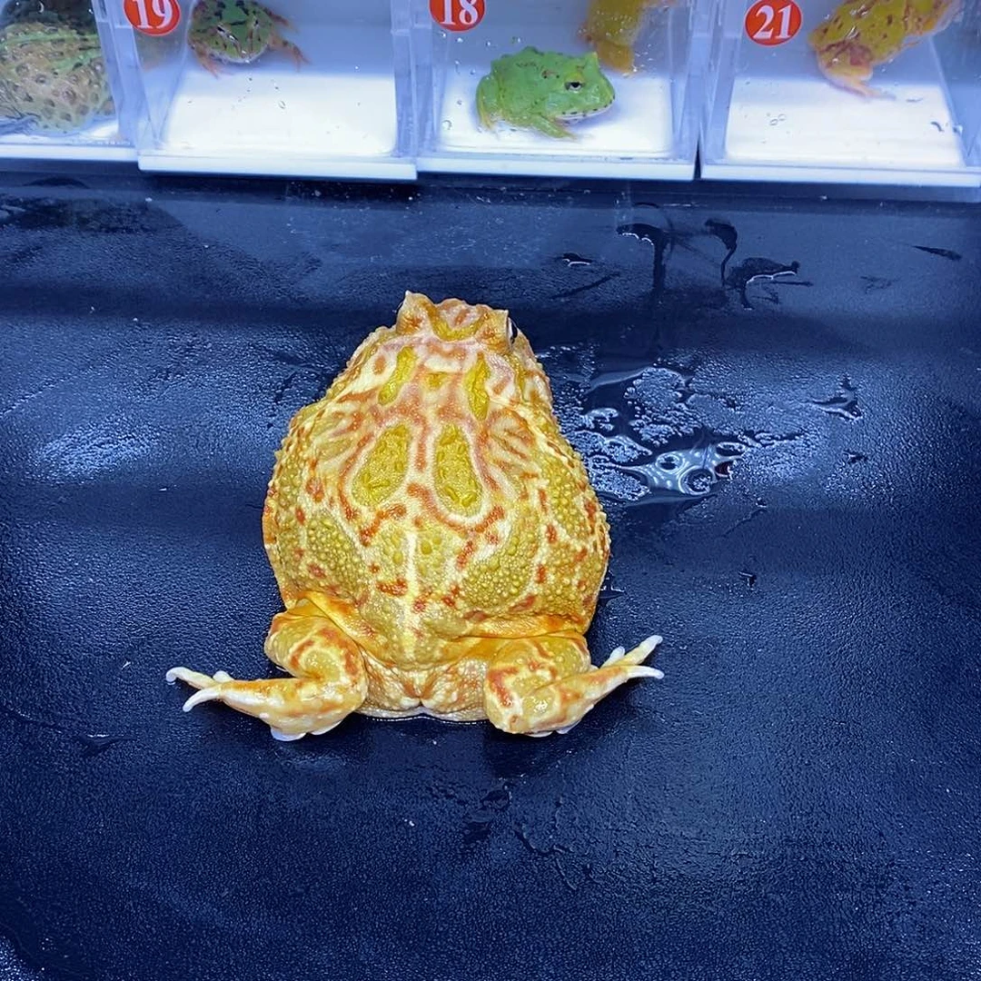 恭喜发财大吉大利南瓜
