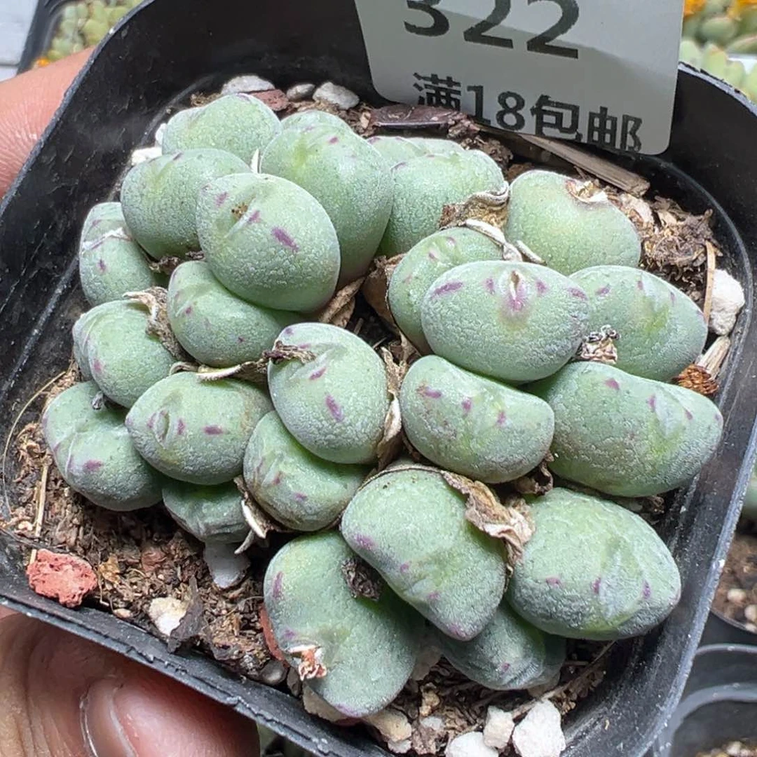 【闪购商品】 322。