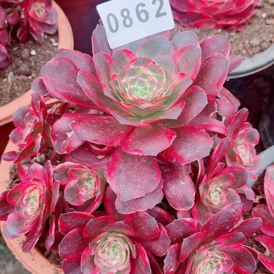 魅金玫瑰锦多肉发货