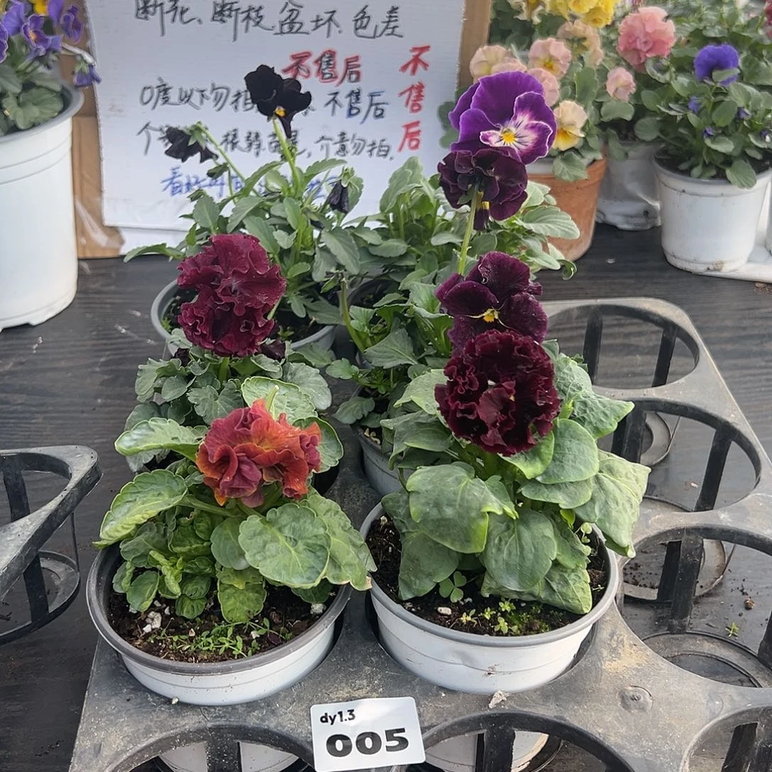 大部分花苞少量开放005号