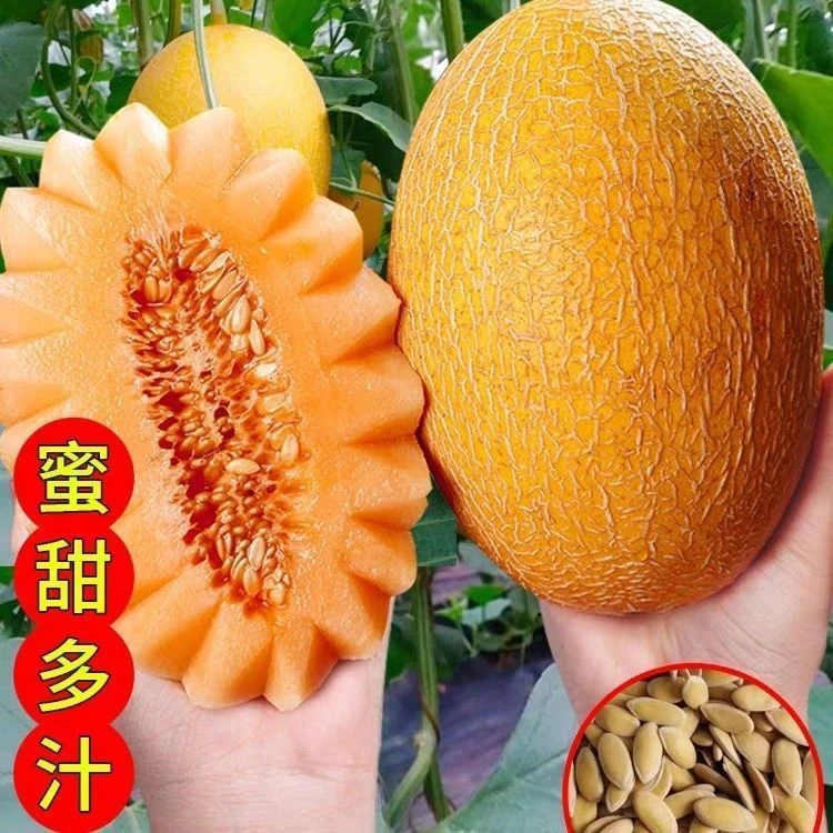 金皮哈密瓜种子瓜种大全香瓜甜瓜西瓜新疆哈蜜瓜蔬菜种籽孑苗