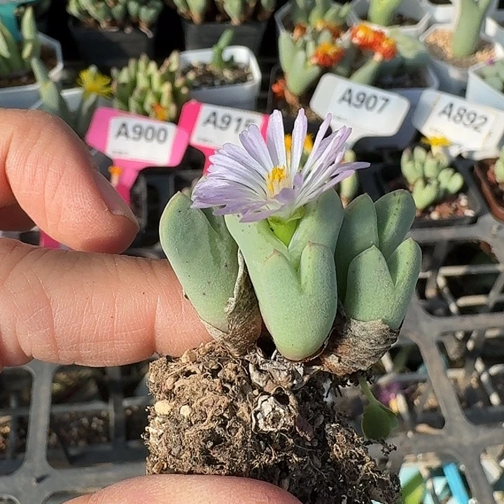 密密麻麻密密麻麻吗889