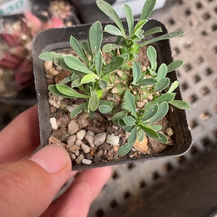 339仙人球开花植物