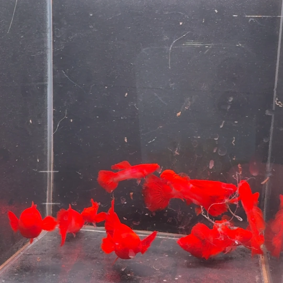 孔雀鱼瑕疵双分水5对 不死不包损