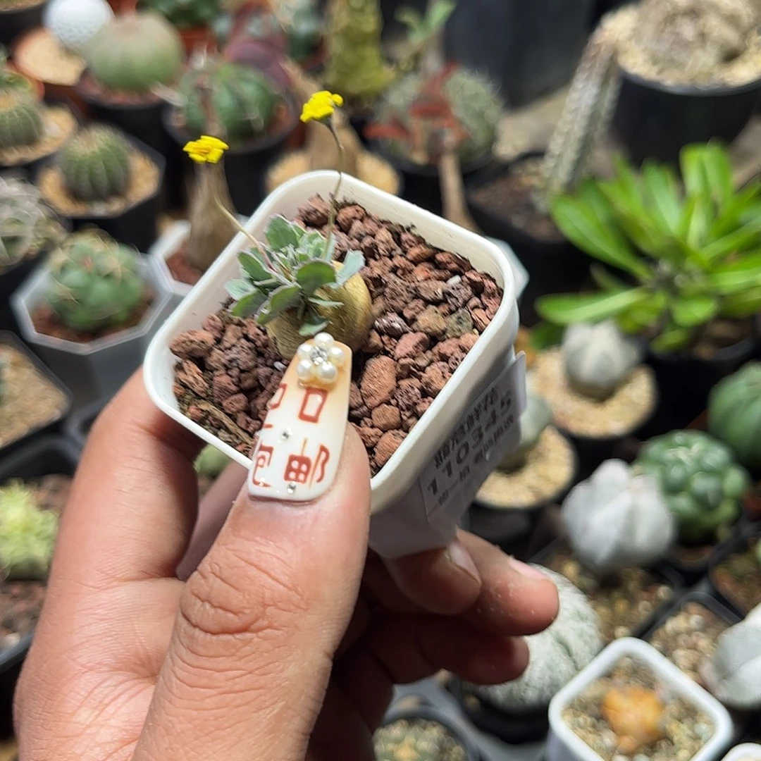 ❀***❀110345一物一拍单头