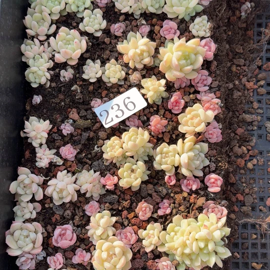 私***ん多肉植物多肉植物236