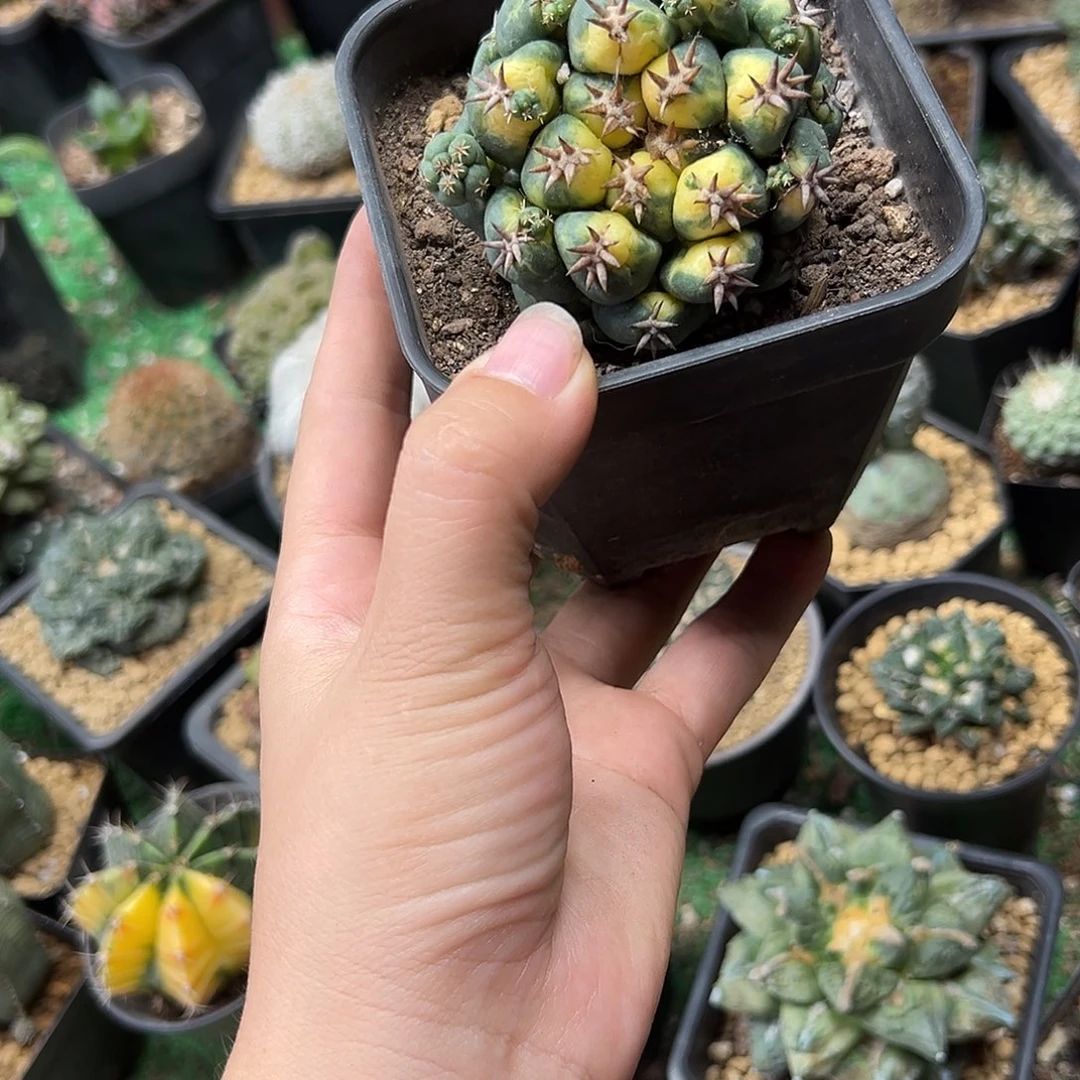 3号自根短豪刺獠牙锦6.5公分