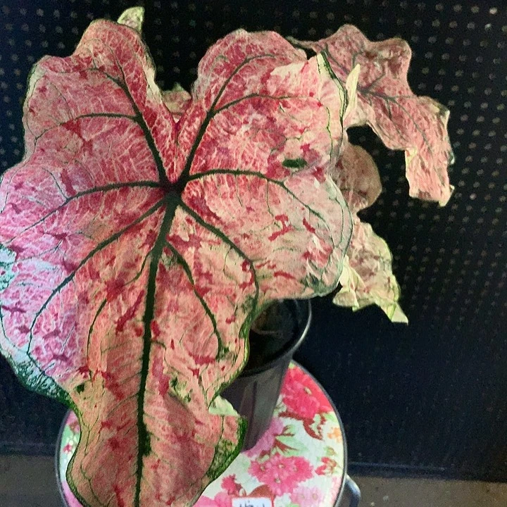 无***羁完全开放红酒飞溅漏漏漏