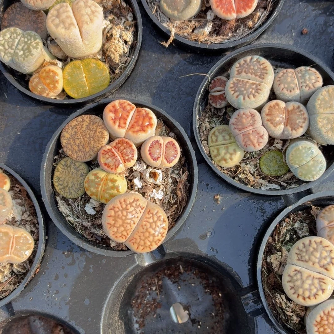 生石花多肉9.9包邮发货