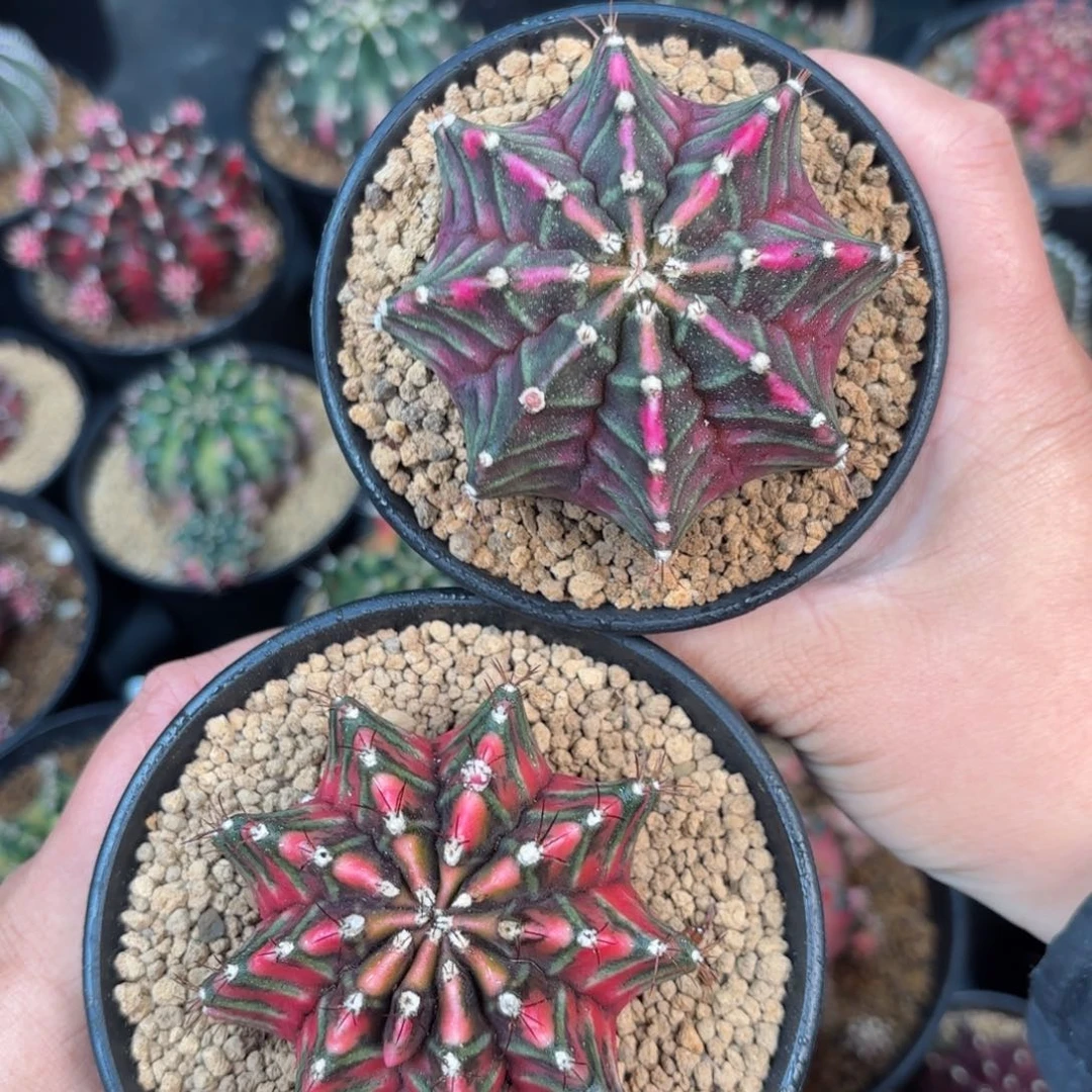 泰系米哈实生仙人球组合19号