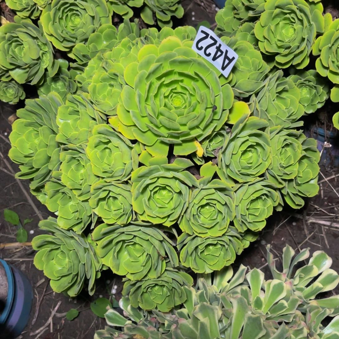 绿杨蓉13/-1包邮法师