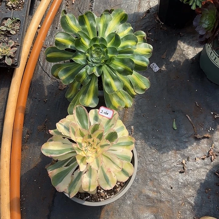 蝴***蕊两颗多肉植物02010