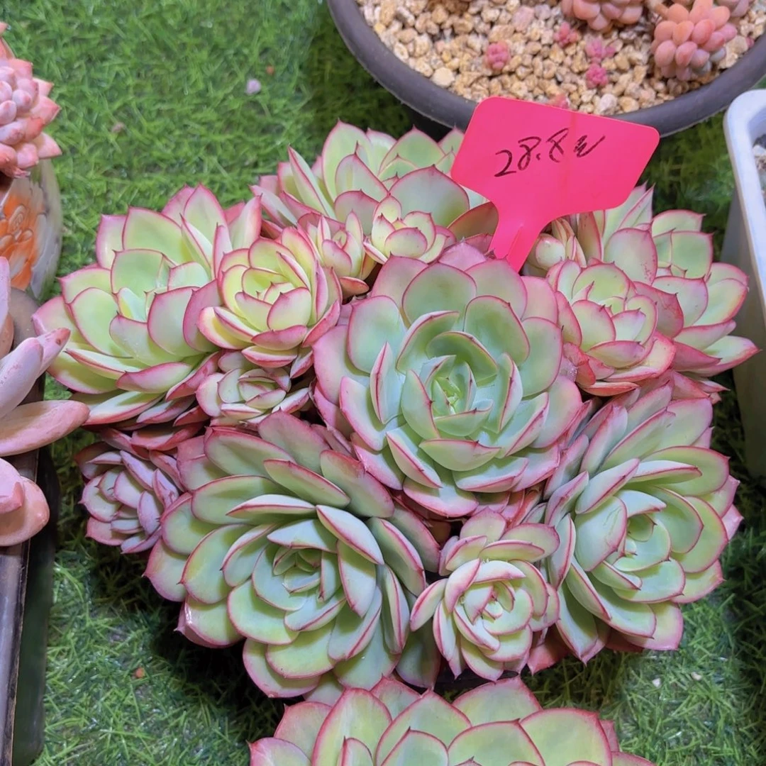 ****子云南金致家精品多肉