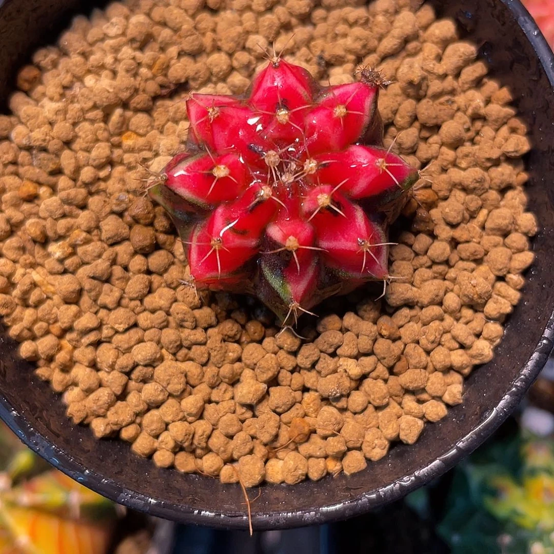 1-282米哈锦3厘米