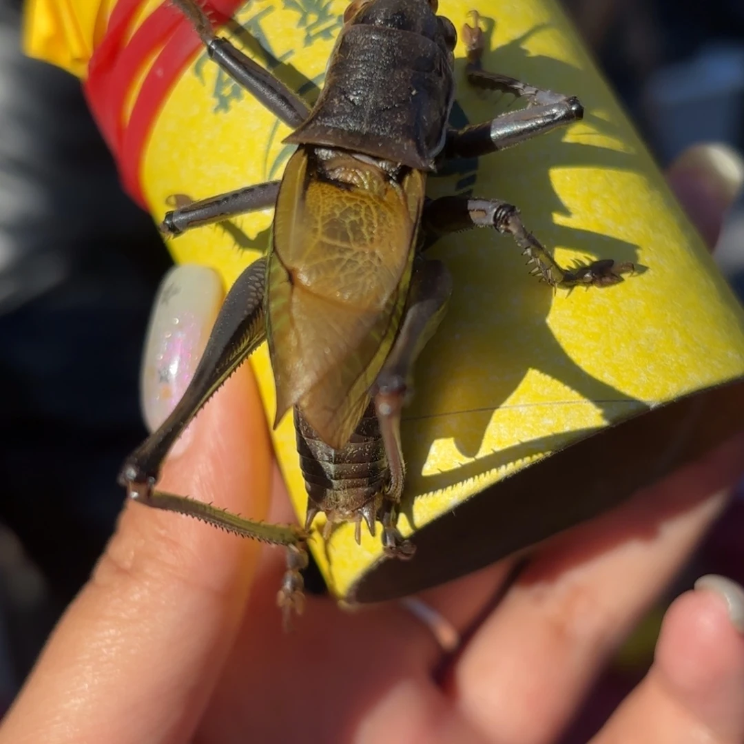 甄***美蝈蝈蝈蝈福福价格