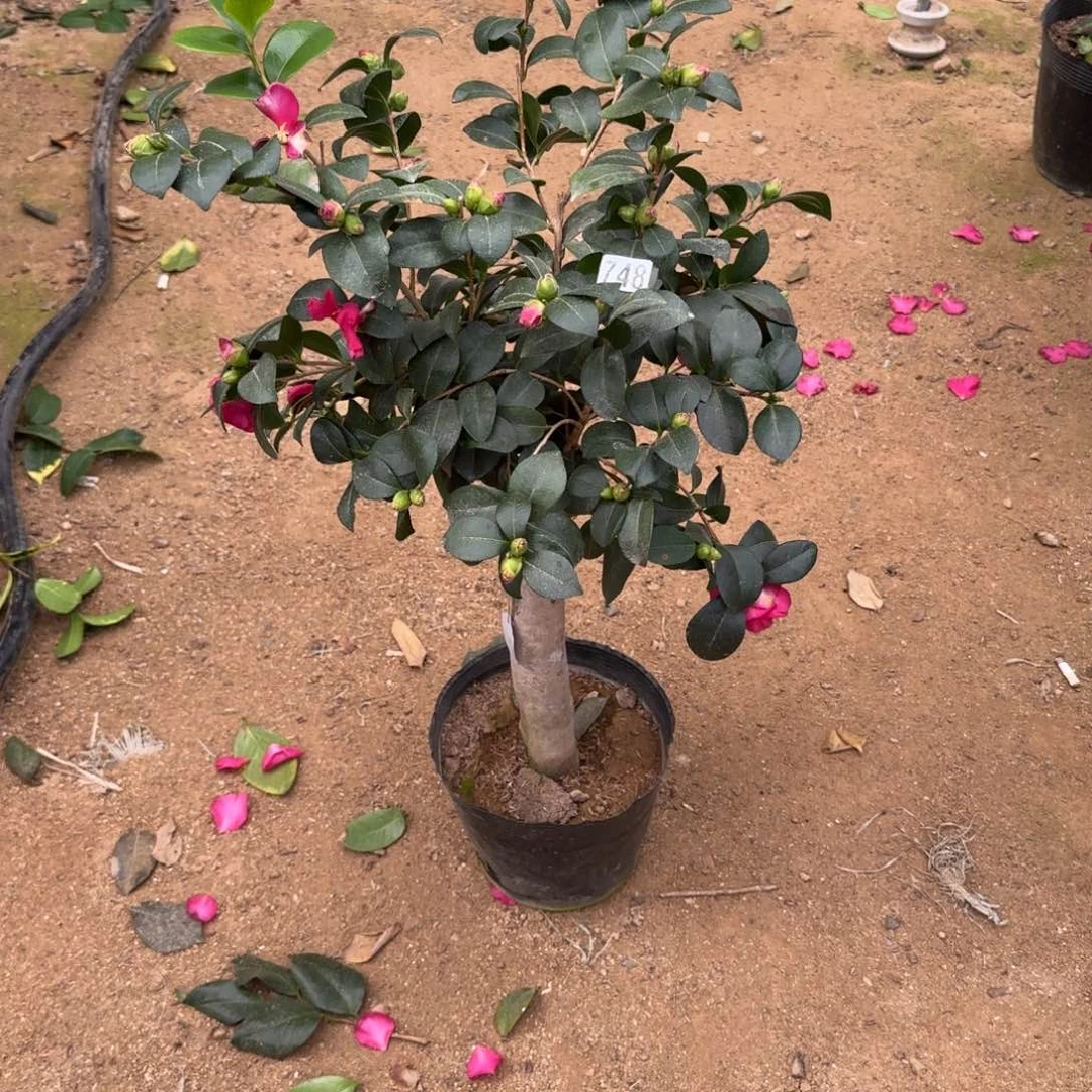 少量花朵（建议范围：2朵-5朵 或40%以下）784财神茶梅3刀