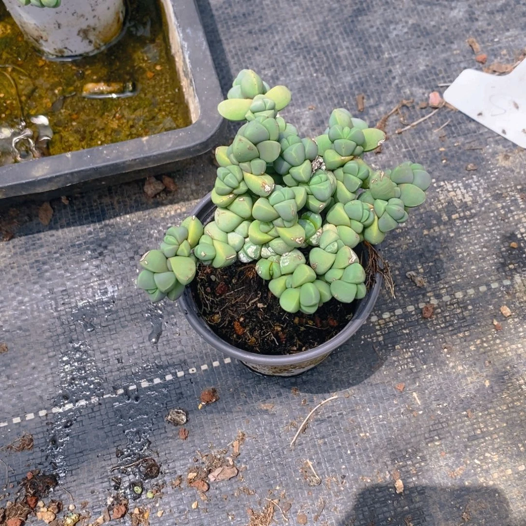 灯***）多肉植物肉肉植物