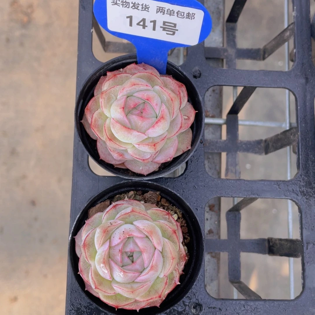 141号 宽叶边线包包女王单头一个m