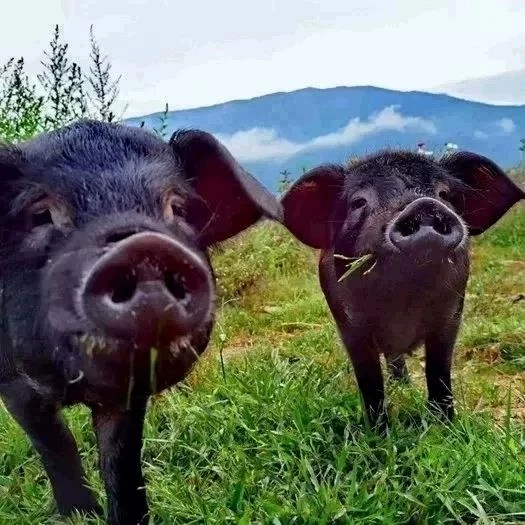 云南特产临沧农家放养小香猪烟熏腊排骨老火腿老腊肉1000克