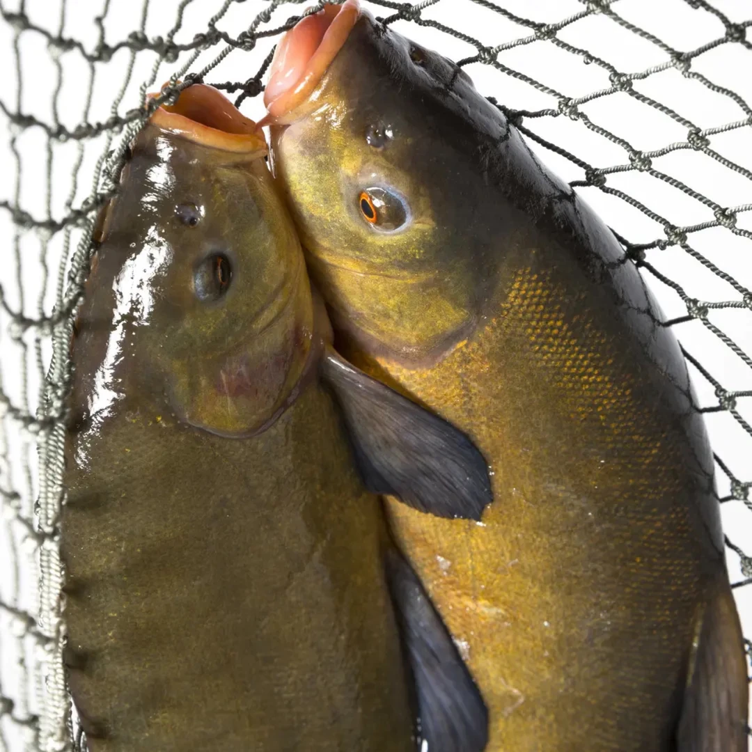 东北冷水丁桂鱼5斤，顺丰包邮鲜鱼速冻