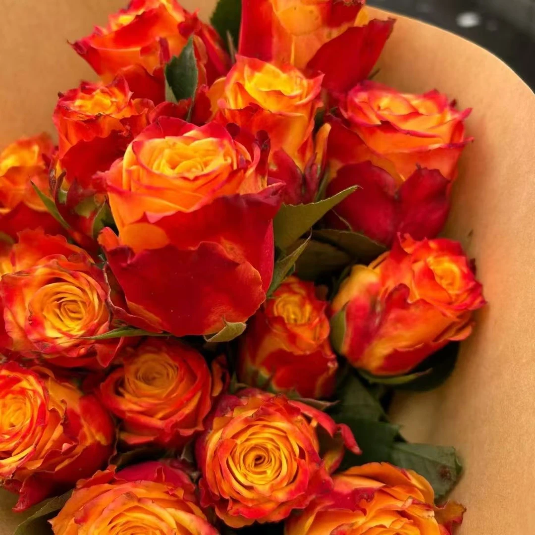 云南基地直发火焰老桩玫瑰盆栽象征热情与独特之美鲜花