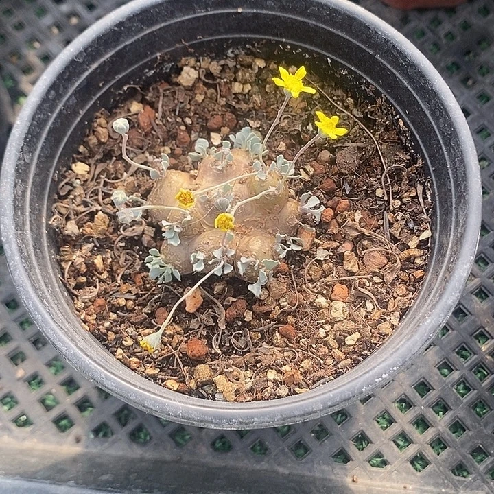 格加厚敦菊母本，带盆