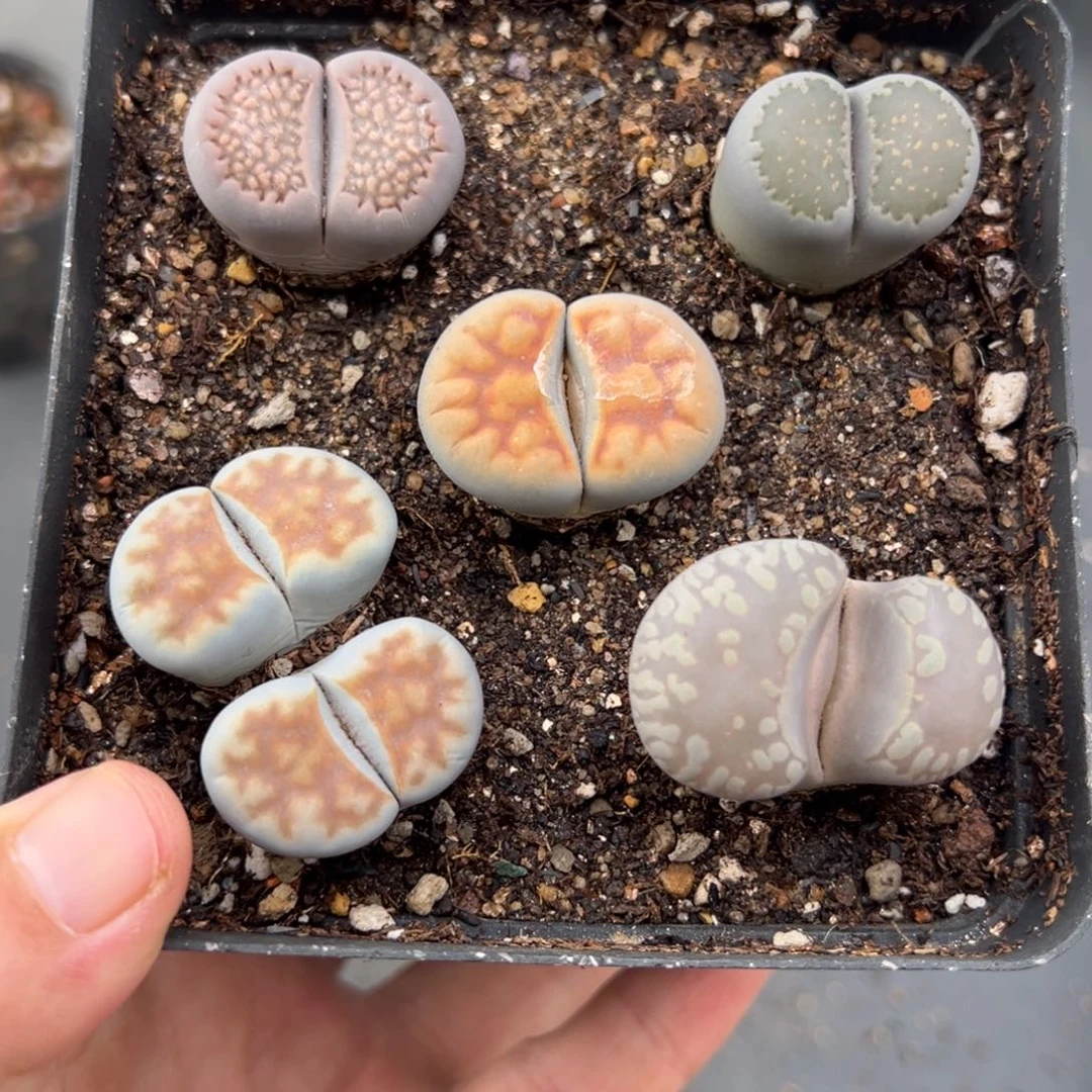 9.19好看的多肉脱土发货725