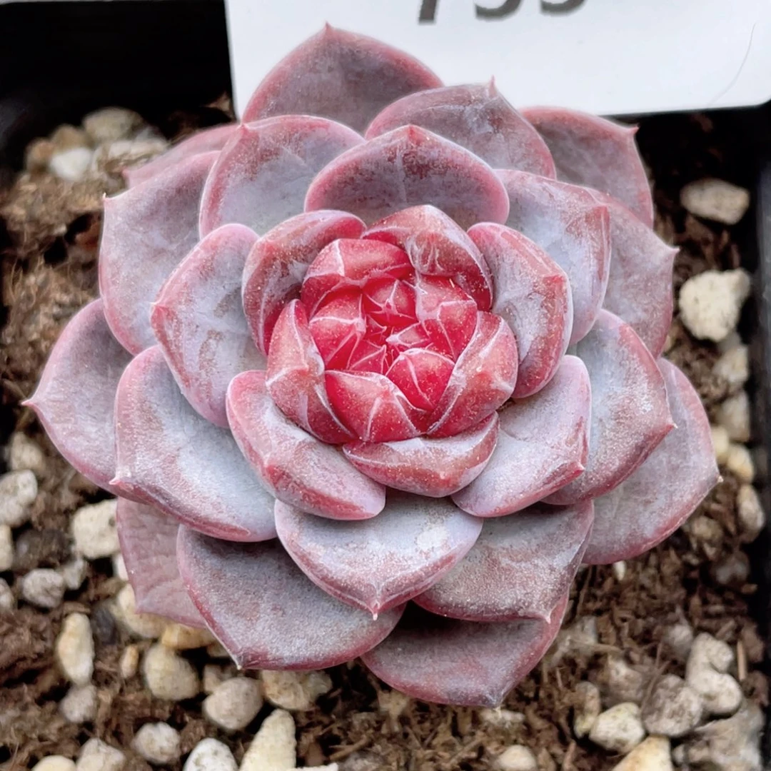 733号糖心冰心珍妮 蜜蜡