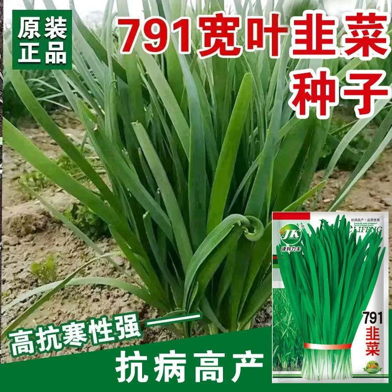 791白根韭菜种子农家老品种韮菜籽种四季播种阳台盆栽田园蔬菜孑