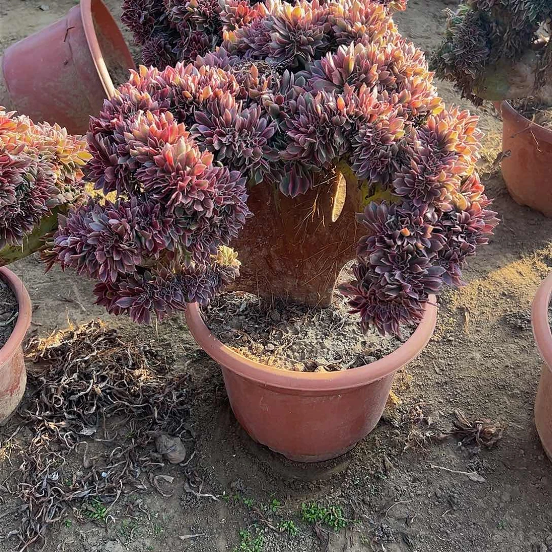 清*1女神缀化脱土发货