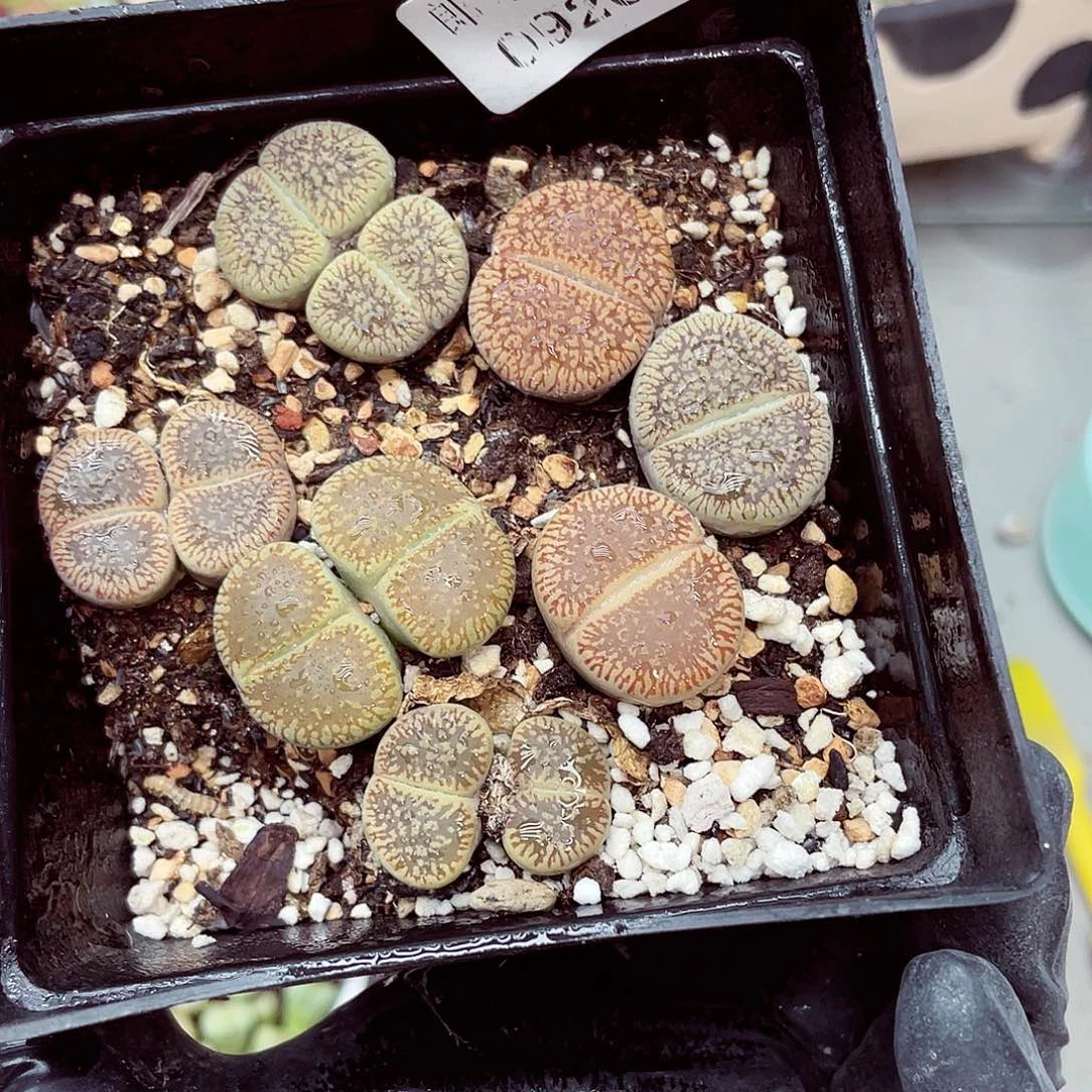 生石花满18包邮0926-44