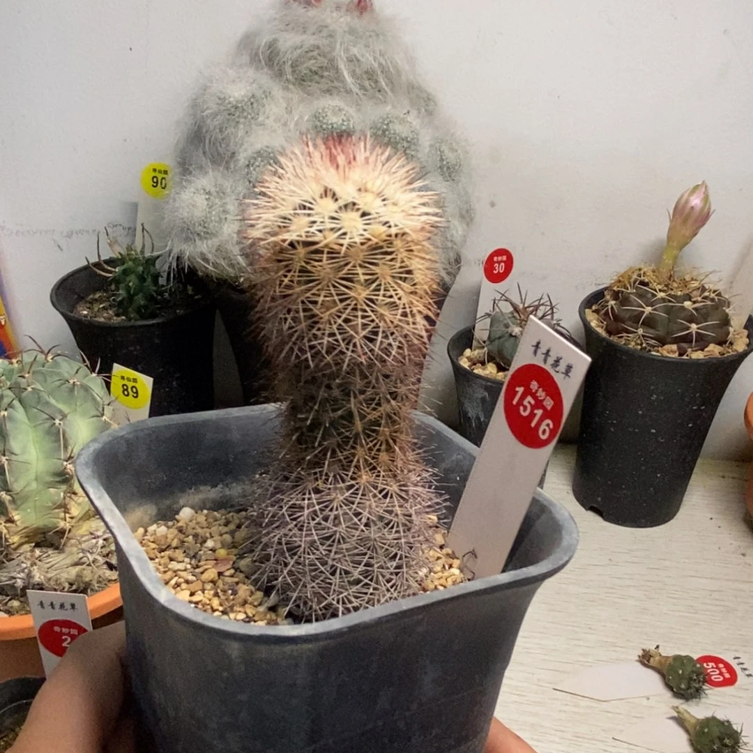 实生御旗虾一棵仙人球