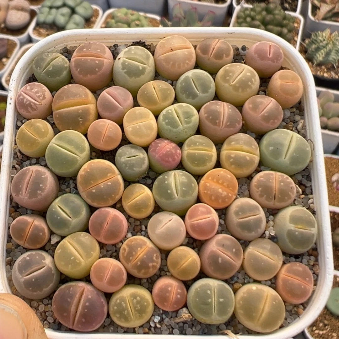 308多肉植物百科植物