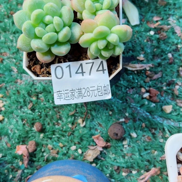 烟***。幸运儿是个好孩子啊